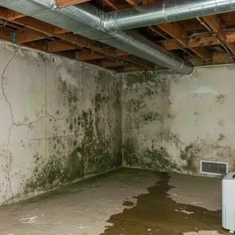 Professional Mold Removal in Jackson County, IL